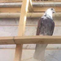 کبوتر دهنجور