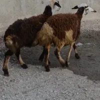 بره ماده پلنگی