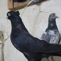 جفت زاغ ابادانی