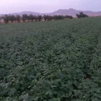 لوبیا قرمز مستقیم از کشاورز برای بذر هم عالی است|خوردنی و آشامیدنی|آوج, |دیوار