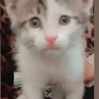 گربه گمشده