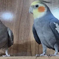 عروس هلندی|پرنده|سیرجان, |دیوار