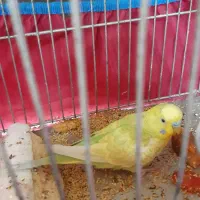 مرغ عشق جوان و مست