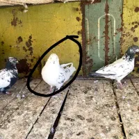 کبوتر فروشی|پرنده|بسطام, |دیوار