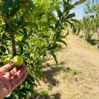 باغ زمین ۳۷۰۰ متری|فروش زمین و ملک کلنگی|قره قوین, |دیوار