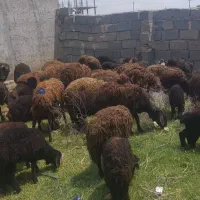 میش افشاری بره دار