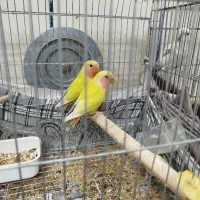 کوتوله برزیلی