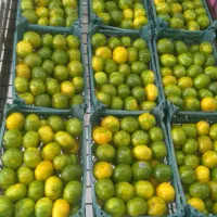 میوه تخفیفی