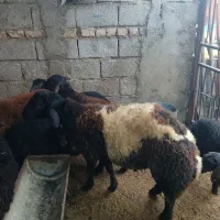 نر بره ی قوچی