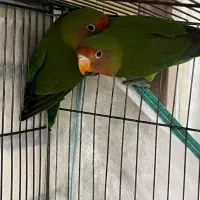 طوطی ملنگو و برزیلی|پرنده|الیگودرز, |دیوار