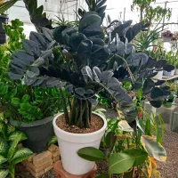 گیره نگهدارنده پتوس|گل و گیاه طبیعی|قم, ولیعصر|دیوار