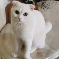 واگذاری اسکاتیش فولد