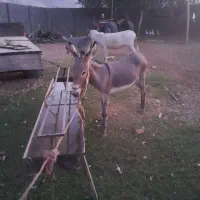 فروش الاغ