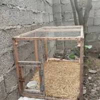 قفس جوجه،مرغ
