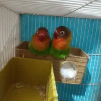 کوتوله برزیلی