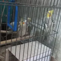 یک جفت عروس هلندی بایک عدد جوجه باقفس بزرگ