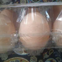 تخم مرغ محلی اورگانیک|خوردنی و آشامیدنی|تهران, قیام|دیوار