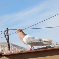 کفتر|پرنده|پلدختر, |دیوار