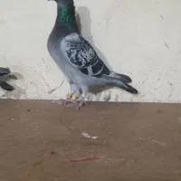 کبوتر پلاکی