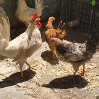 خروس و مرغ خانگی