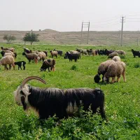 تیربز گلداری|حیوانات مزرعه|مسجد سلیمان, |دیوار