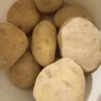 سیبخاکیدرجه.یک۴۰تون|عمدهفروشی|شهرکرد, |دیوار