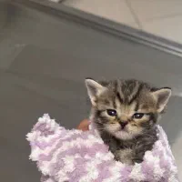 دامپزشکی آوین|خدمات آرایشگری و زیبایی|کرج, عظیمیه|دیوار