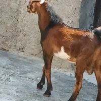 کهره پچی کهراغوس گیسه نقشی خوشگل نری|حیوانات مزرعه|قشم, |دیوار