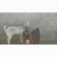 دوراس بز کل همه چی تمام میش بره
