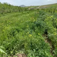 برداشت باغ یونجه و علف سر زمین