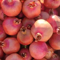 انار درجه ۱ کوهمره سرخی|خوردنی و آشامیدنی|شیراز, شهرک والفجر|دیوار