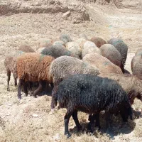 تعداد ۲۸ راس میش دوبهر کردی درجه یک ی صاحب|حیوانات مزرعه|چناران, |دیوار