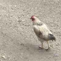 خروس جوان