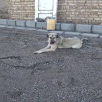 سگ ماده عراقی