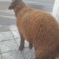 فروش گوشت بره و گوساله|خوردنی و آشامیدنی|اهواز, منبع اب|دیوار