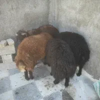 بره نر