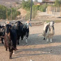 بز داشتی|حیوانات مزرعه|مسجد سلیمان, |دیوار