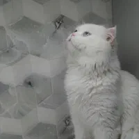 گربه اسکاتیش نر|گربه|همدان, |دیوار