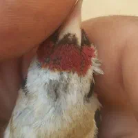 سهره نر گل بلند سه ماه قفس نشان دار