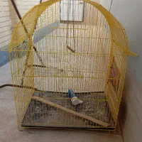 قفس طوطی رنگ زرد