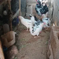 مرغ و خروس گلین چهلتاج