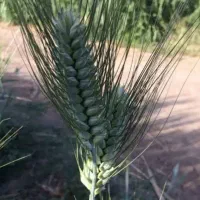 گندم بذری|خدمات باغبانی و درختکاری|کوهدشت, |دیوار