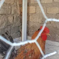 خروس جوان و سرحال