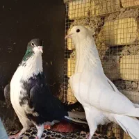 دمگیر سیاه پشت گل پنبه