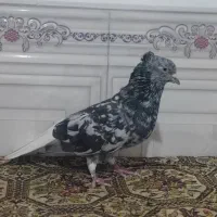 کوهی دم سفید شیبان|پرنده|باوی, |دیوار