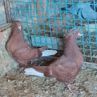 سرخ دم سفید جوجه|پرنده|سیمین شهر, |دیوار