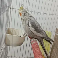 عروس هلندی|پرنده|دهلران, |دیوار