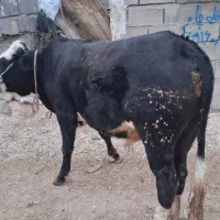 گوسالهنرگوشتیدرجهیکگاو|حیوانات مزرعه|الشتر, |دیوار