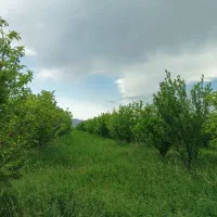 زمین کشاورزی|فروش زمین و ملک کلنگی|سراجو, |دیوار