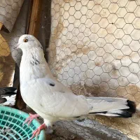 پرشی|پرنده|حمیدیا, |دیوار